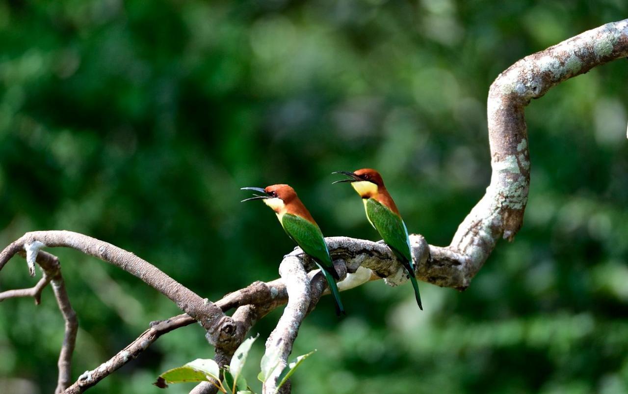 The Backwaters Lodge Wilpattu Εξωτερικό φωτογραφία