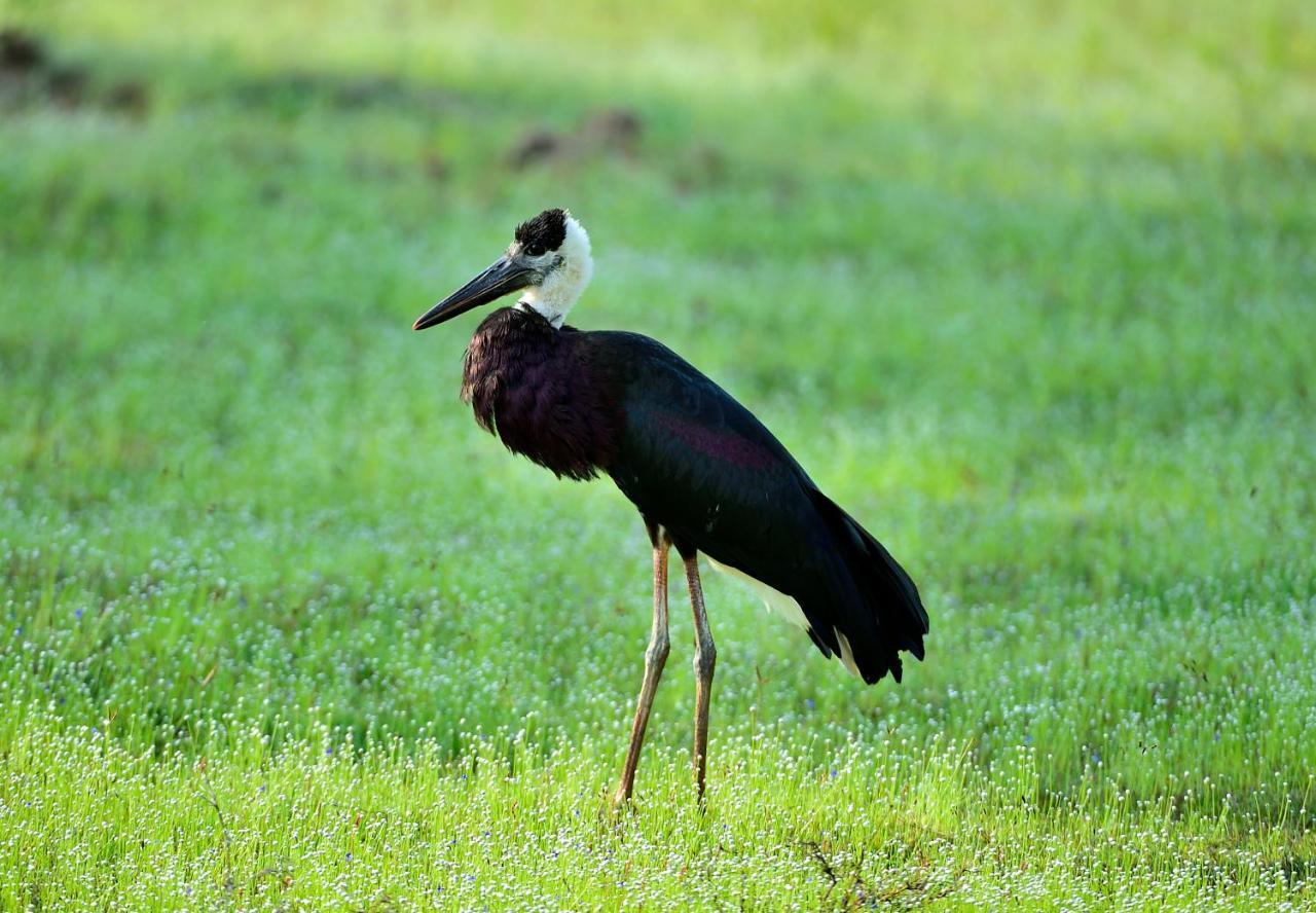 The Backwaters Lodge Wilpattu Εξωτερικό φωτογραφία